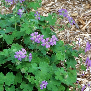 Geranium 'Philippe Vapelle' - Geranium