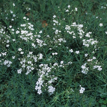 Gypsophila repens 'Alba' - Creeping Baby's Breath