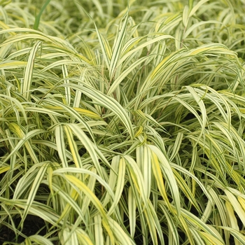 Hakonechloa macra 'Aureola' - Hakon grass