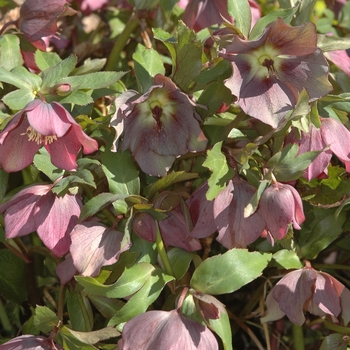 Helleborus orientalis - Lenten Rose