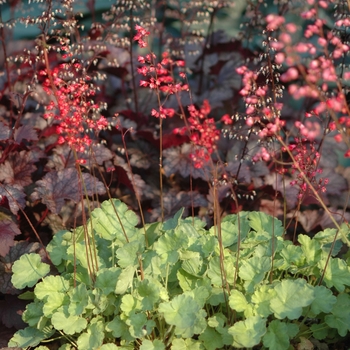 Heuchera x brizoides 'Firefly' - Coral Bells