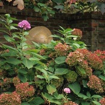 Hydrangea macrophylla - Hydrangea