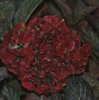 Hydrangea macrophylla 'Glowing Embers' - Glowing Embers Hydrangea