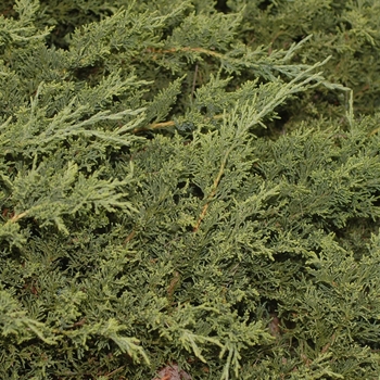 Juniperus chinensis 'San Jose' - San Jose Juniper