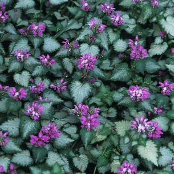 Lamium maculatum 'Beacon Silver' - Beacon Silver Spotted Deadnettle