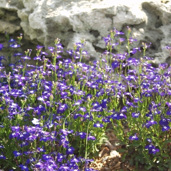 Lobelia erinus - Lobelia