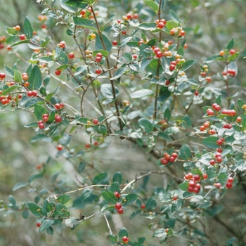 Lonicera tatarica Zabelii - Blueleaf Honeysuckle