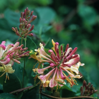 Lonicera x heckrottii - Goldflame Honeysuckle