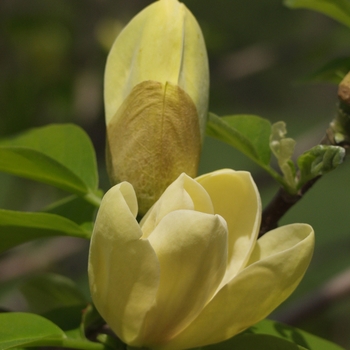 Magnolia 'Yellow Bird' - Yellow Bird Magnolia
