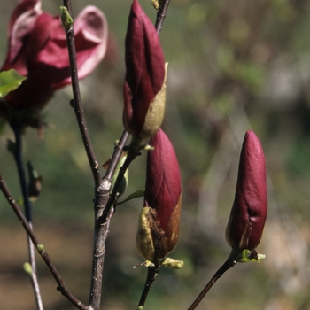 Magnolia liliiflora 'Nigra' - Purple Lily Magnolia