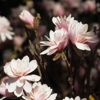 Magnolia x loebneri 'Leonard Messel' - Leonard Messel Star Magnolia
