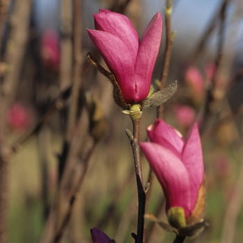 Magnolia x soulangiana 'Alexandrina' - Alexandrina Saucer Magnolia