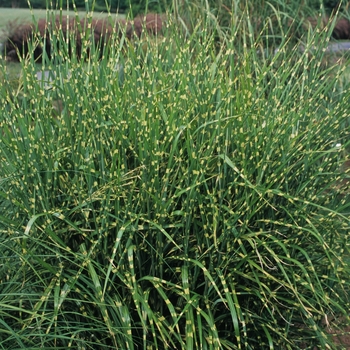 Miscanthus sinensis 'Strictus' - Porcupine Grass