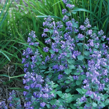 Nepeta x faassenii 'Blue Wonder' - Catmint
