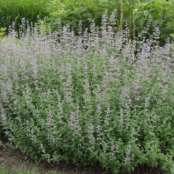 Nepeta x faassenii 'Six Hill's Giant' - Catmint