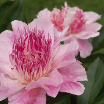 Paeonia 'Do Tell' - Do Tell Peony