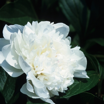 Paeonia 'Festiva Maxima' - Peony