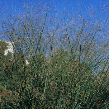 Panicum virgatum 'Cloud Nine' - Switch grass