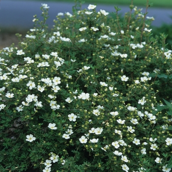 Potentilla fruticosa 'Abbotswood' - Potentilla