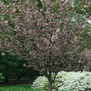 Prunus serrulata 'Kwanzan' - Flowering Cherry