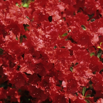 Rhododendron 'Girard Hotshot' - Girard's Hot Shot Azalea
