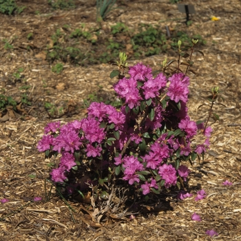 Rhododendron hybrid 'P.J.M. Elite' - PJM Elite Rhododendron