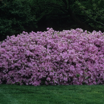 Rhododendron 'Sherwood Orchid' - Sherwood Orchid Azalea