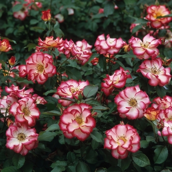 Rosa 'Betty Boop' - Rose
