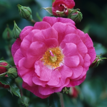 Rosa 'Flower Carpet Pink' - Carpet Rose