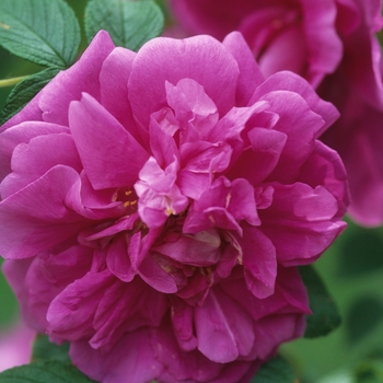 Rosa rugosa 'Hansa' - Hansa Rose