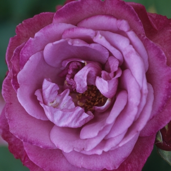 Rosa hybrid tea 'Heirloom' - Heirloom Rose