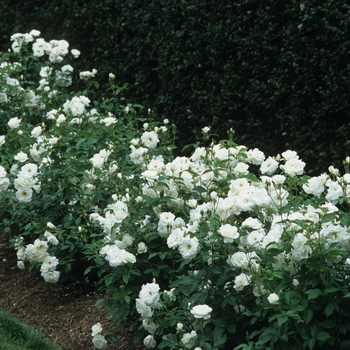Rosa 'Iceberg' - Iceberg Rose