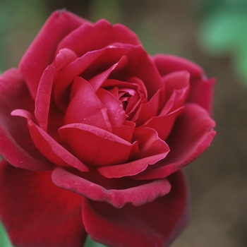 Rosa hybrid tea 'Oklahoma' - Oklahoma Rose