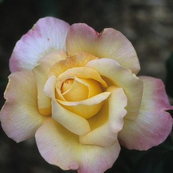 Rosa Hybrid tea 'Peace' - Peace Rose