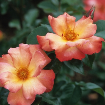 Rosa floribunda 'Playboy' - Playboy Rose