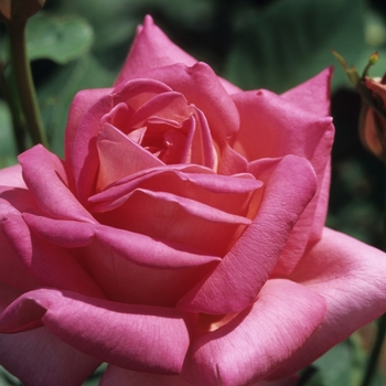 Rosa grandiflora'Queen Elizabeth' - Queen Elizabeth Rose