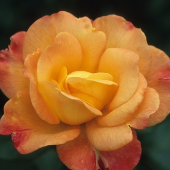Rosa hybrid tea 'Rio Samba' - Rio Samba Rose
