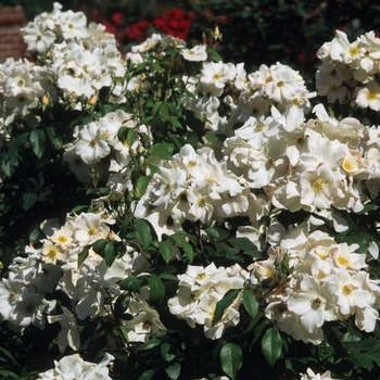 Rosa Climber 'Sally Holmes' - Sally Holmes Climbing Rose