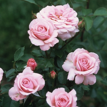 Rosa Floribunda 'Sexy Rexy' - Sexy Rexy Rose