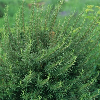 Rosmarinus officinalis - Common Rosemary