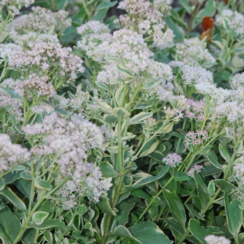 Sedum 'Frosty Morn' - Frosty Morn Stonecrop