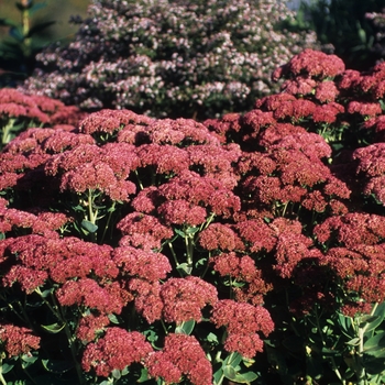 Sedum telephium 'Autumn Joy' - Stonecrop