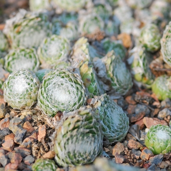 Sempervivum 'Cobweb' - Hens & Chicks