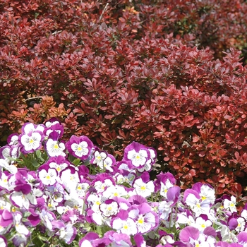 Berberis thunbergii 'Atropurpurea' - Japanese Barberry