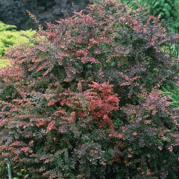 Berberis thunbergii 'Rose Glow' - Japanese Barberry