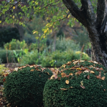 Buxus microphylla japonica 'Winter Gem' - Winter Gem Boxwood