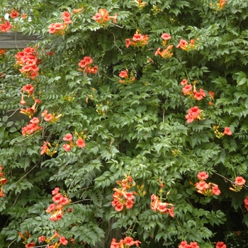 Campsis tagliabuana Madame Galen - Trumpet Creeper