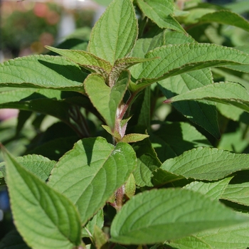 Salvia elegans - Pineapple Sage