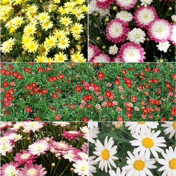 Argyranthemum - Multiple Varieties