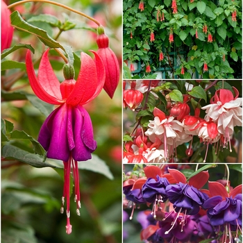 Multiple Varieties - Fuchsia
